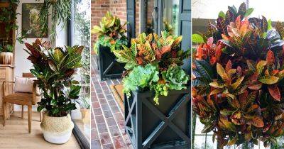 12 Best Places to Keep Croton Plants in Home - balconygardenweb.com
