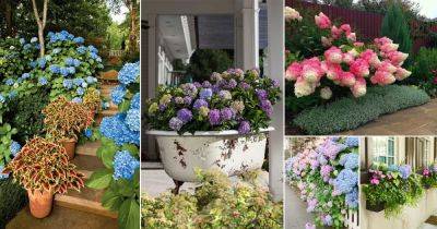 37 Pretty Ways to Grow Hydrangeas - balconygardenweb.com