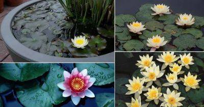 20 Miniature Water Lily Varieties for a Container Water Garden - balconygardenweb.com