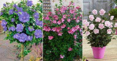 17 Best Rose of Sharon Varieties | Hibiscus Syriacus Types - balconygardenweb.com