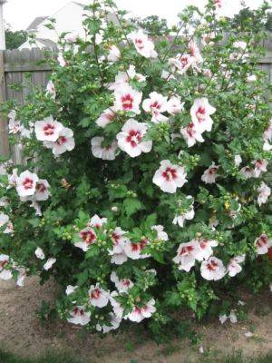 Planting Rose of Sharon - balconygardenweb.com