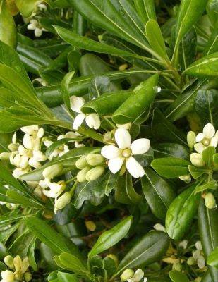 How to Grow Pittosporum | Care and Growing Pittosporum - balconygardenweb.com - Japan - Australia