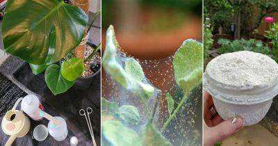 How to Get Rid of Spider Mites | 13 Ways to Kill Spider Mites - balconygardenweb.com