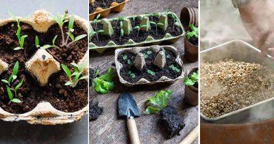 How to Germinate Seeds Faster Using Smoke - balconygardenweb.com