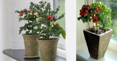 Everything About Growing Tomatoes Indoors - balconygardenweb.com
