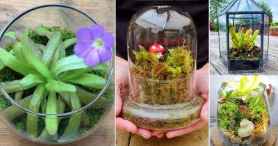 8 Carnivorous Plant Terrarium Ideas | Carnivorous Plants For Terrariums - balconygardenweb.com