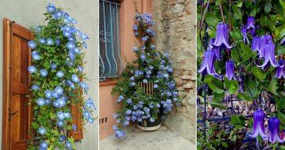 13 Stunning Vines & Climbers With Blue Flowers - balconygardenweb.com