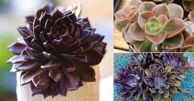 25 Best Echeveria Types | Echeveria Succulent Varieties - balconygardenweb.com