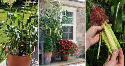How to Grow Baby Corns at Home in Pots - balconygardenweb.com - China - Vietnam - Thailand