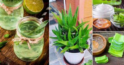 10 Amazing Aloe Vera Benefits Proven In Studies - balconygardenweb.com