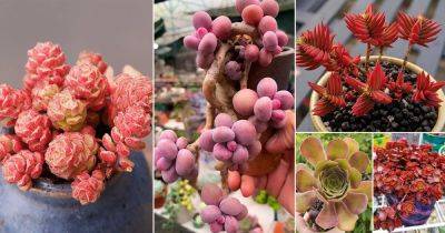 24 Most Beautiful Roseum Succulents You Can Grow! - balconygardenweb.com