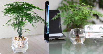 Can Asparagus Fern Grow in Water | Asparagus Fern Propagation - balconygardenweb.com
