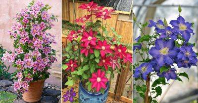 40 Types of Clematis To Grow | Best Clematis Varieties - balconygardenweb.com