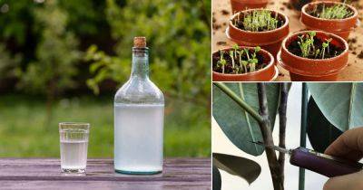 Use This Vodka Hack to Germinate Seeds & Propagate Cuttings Quickly - balconygardenweb.com - Iran