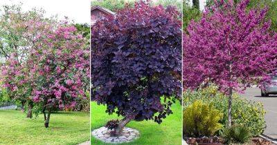 8 Best Purple Flower Trees in Texas - balconygardenweb.com - Usa - India - Mexico - state Texas