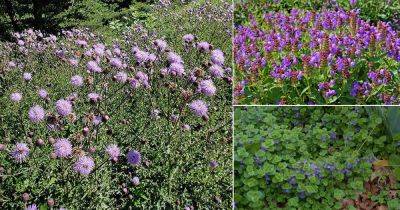 13 Weeds with Purple Flowers - balconygardenweb.com