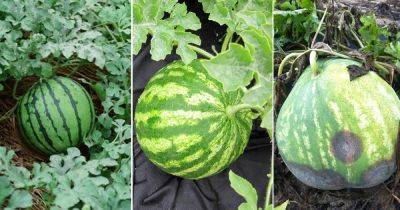 How to Pick a Good Watermelon | 6 Important Tips - balconygardenweb.com
