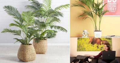 8 Amazing Areca Palm Benefits & Facts - balconygardenweb.com - Madagascar - state Vermont