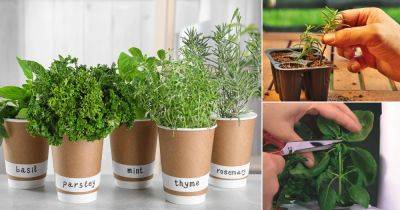 6 Herb Growing Secrets Only Experienced Gardeners Know - balconygardenweb.com - Britain