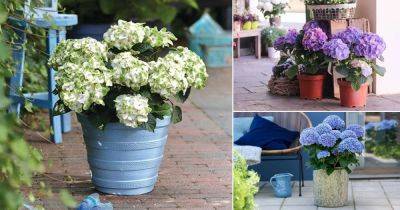 Growing Hydrangeas In Pots | Hydrangeas in Containers - balconygardenweb.com