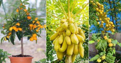 36 Best Yellow Fruits You Must Grow in the Garden - balconygardenweb.com