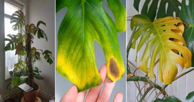 Monstera Leaves Turning Yellow? Reasons and Solutions - balconygardenweb.com