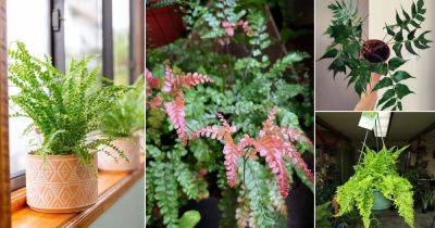 13 Ferns with Most Beautiful Fronds - balconygardenweb.com - Usa
