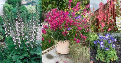 30 Beautiful Flowers that Come Back Every Year - balconygardenweb.com