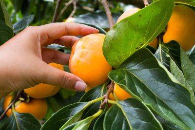9 Common Reasons Why Persimmons Fail to Fruit - gardenerspath.com - Usa - Greece