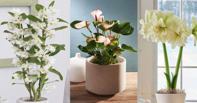 13 Indoor Plants with White Flowers - balconygardenweb.com