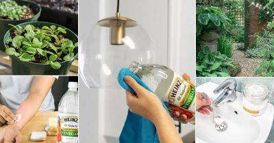 50 Amazing Vinegar Uses in Garden and Homes - balconygardenweb.com