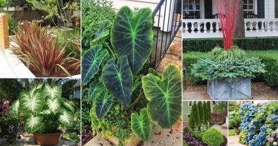 40 Eye Catching Plants for Curb Appeal - balconygardenweb.com