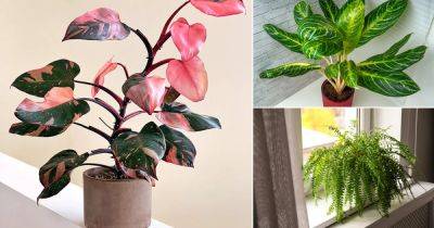 Best Types of Indoor Plants for the Year 2022 - balconygardenweb.com