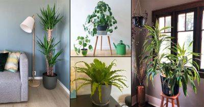 50 #MAINSTREAM Houseplants You Should Grow - balconygardenweb.com