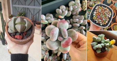 9 Plants that Look like Rocks and Stones - balconygardenweb.com - South Africa