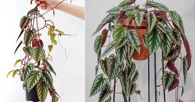 Cissus Discolor Care | How to Grow Rex Begonia Vine Indoors - balconygardenweb.com