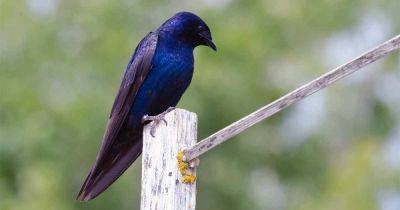 How to Attract Purple Martins to Your Garden - gardenerspath.com - Usa