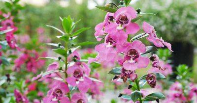 Grow Summer Snapdragon (Angelonia angustifolia) - gardenerspath.com