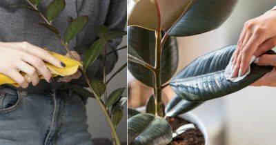 8 DIY Leaf Shiner Recipes for Lush and Glossy Houseplants - balconygardenweb.com