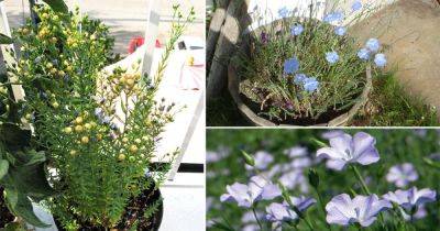 How to Grow Flax | Growing Flax - balconygardenweb.com