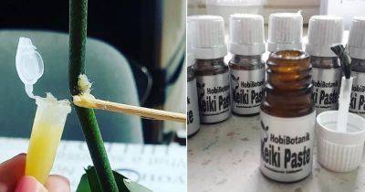 DIY Keiki Paste Recipe + What Keiki Paste is Used For? - balconygardenweb.com