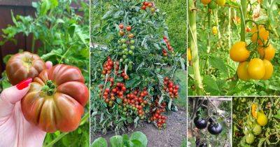 Growing Heirloom Tomatoes In Pots | 25 Best Heirloom Tomato Plants - balconygardenweb.com