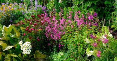 How to Design an Old-Fashioned Cottage Garden | Gardener's Path - gardenerspath.com