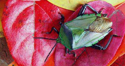How to Get Rid of Stink Bugs in the Home or Garden - gardenerspath.com - France