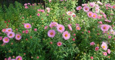How to Grow and Care for Aster Flowers - gardenerspath.com - Usa