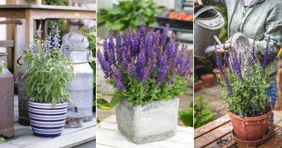 Everything About Growing Salvias in Pots | Salvia Plant Care - balconygardenweb.com - Mexico - region Mediterranean