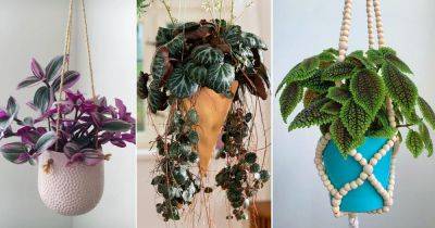 10 Lesser Known Indoor Plants for Hanging Baskets - balconygardenweb.com