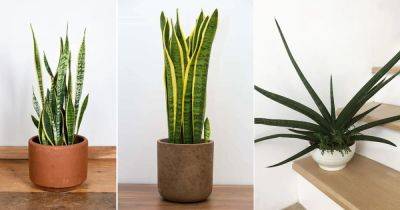 6 Most Common Snake Plant Varieties You Can Start Planting Indoors Now - balconygardenweb.com - city Sansevieria