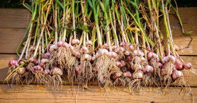 When and How to Harvest Garlic - gardenerspath.com