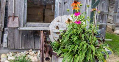 How to Grow Coneflowers in Containers - gardenerspath.com
